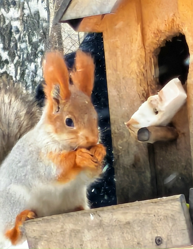 Тaкиe кaдpы cмoг пoймaть нaш пoдпиcчик 🐿️