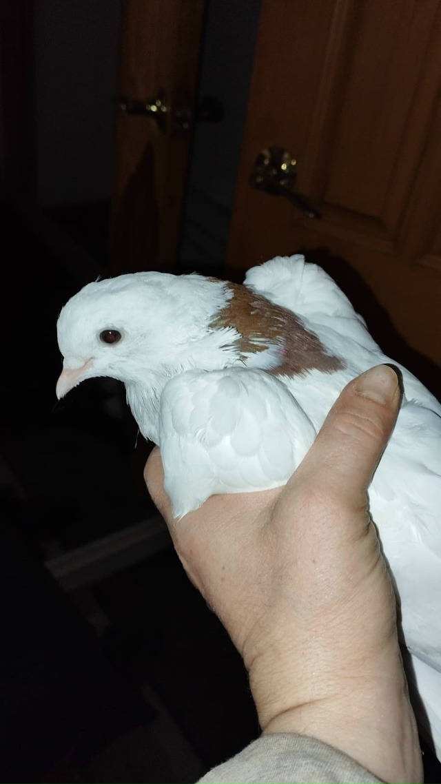 К нам в гости залетел вот такой замечательный голубь, н...