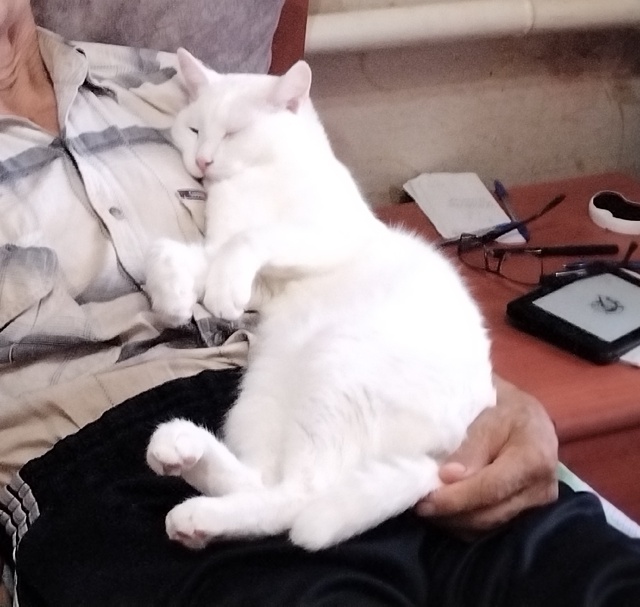 Симба очень любит спать на ручках