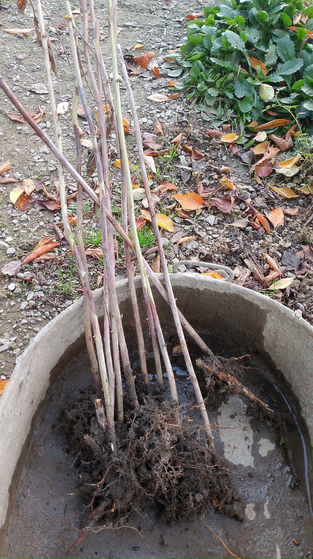 Обменяю ремонтантную малину сорт(Полана) на любые пло?...