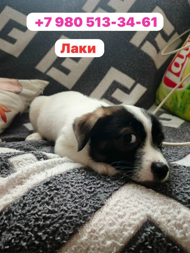 Киров . Калужской обл. 🆘🆘🆘 девочки и мальчики. Возра?...