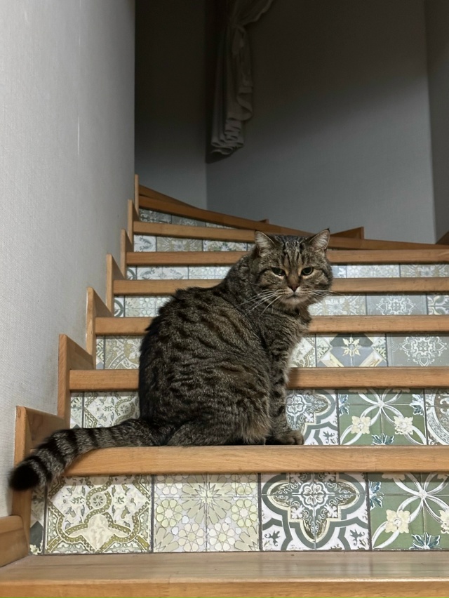 Внимание!
Пропал кот Барсик 08.11.2025г. в районе ул. Металл?...