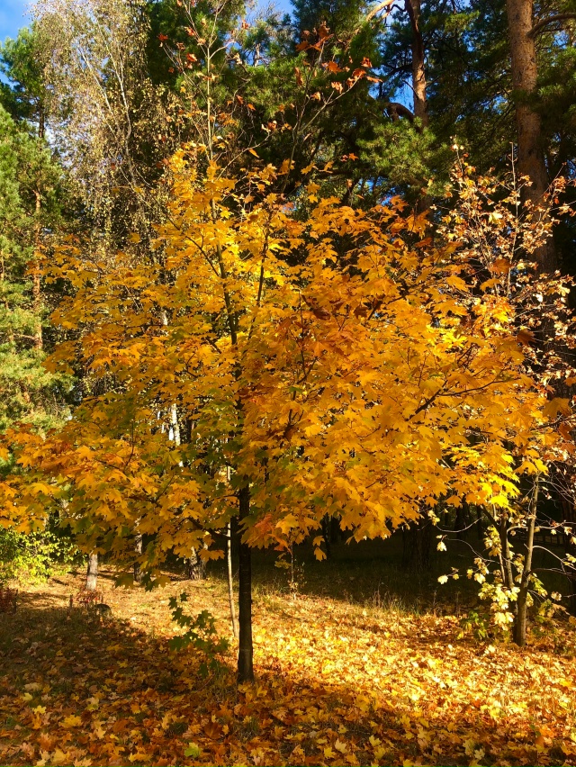 Осень в Протвино 🍁🍁🍁