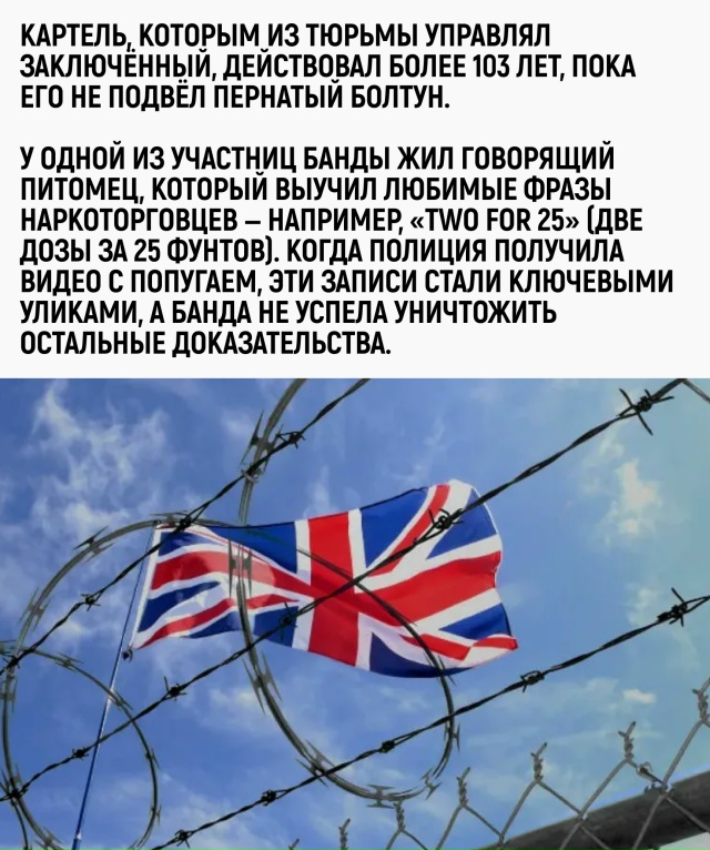 Манго просто хотел печеньку, а в итоге устроил крупней?...
