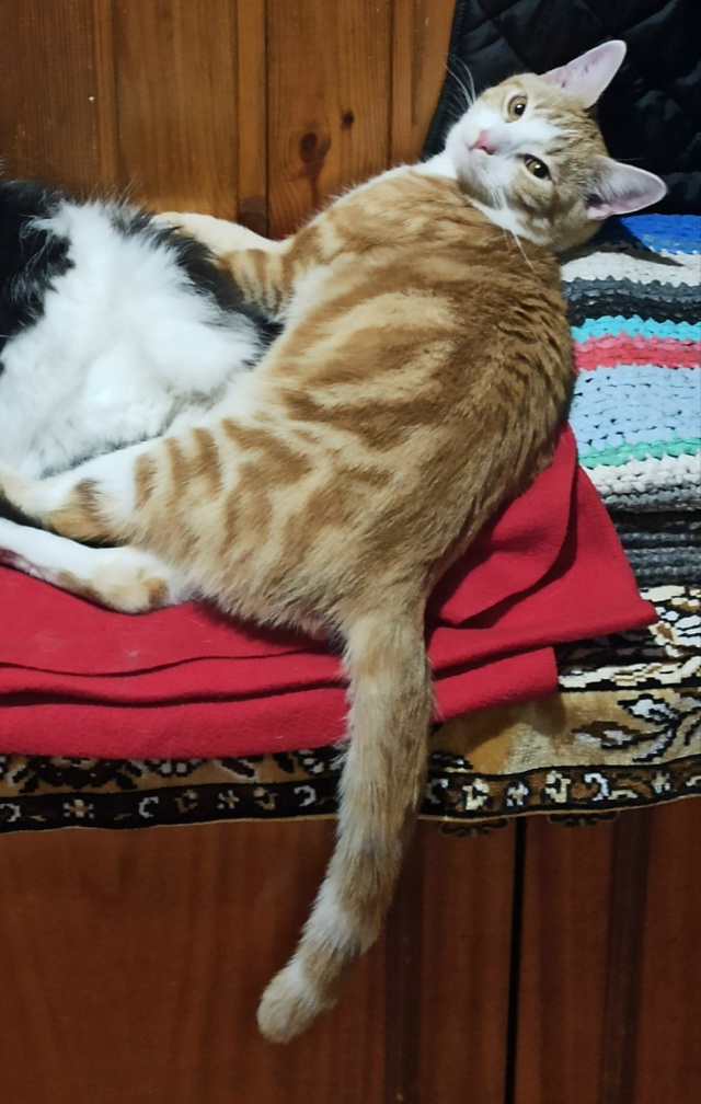 Пропал молодой кот.Санаторная, Крупская. т. 89602113946