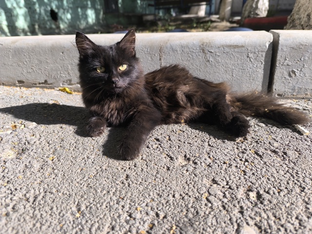 Добрый день. Безумно ласковый котенок, который живет н?...