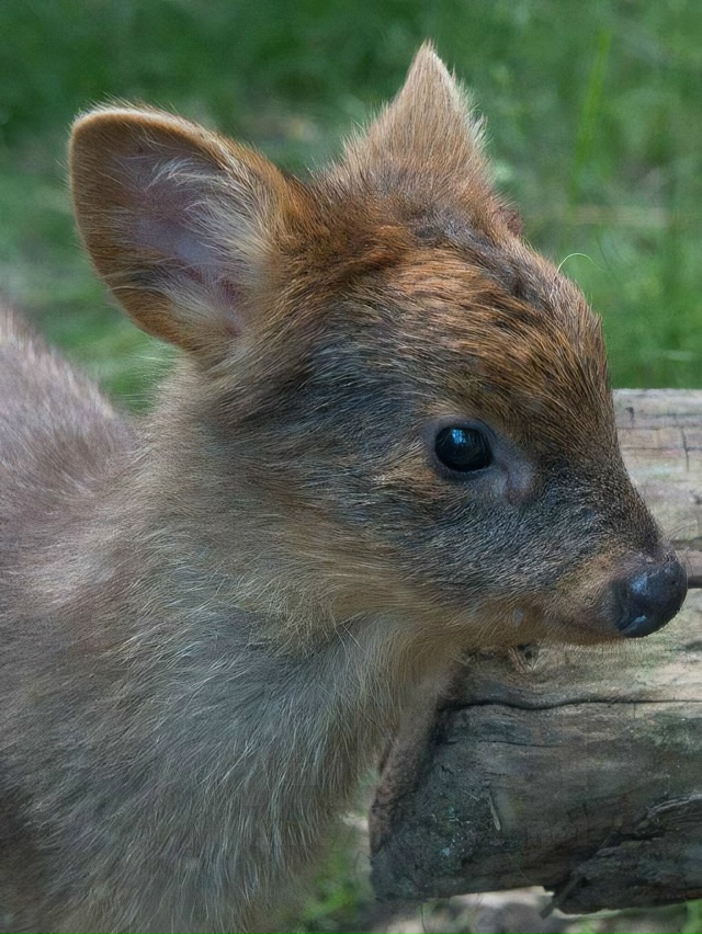 Милота дня: пуду — самый маленький олень на планете.
?...