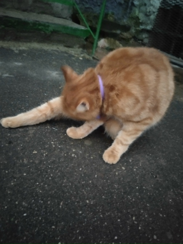 Появился котик,очень ласковый, ухоженный. Видно что до?...