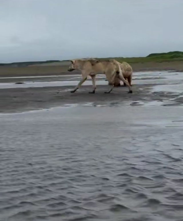 На Аляске был снят на видео аномально крупный волк, раз...