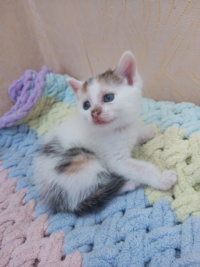 Отдам котят в добрые ручки☺