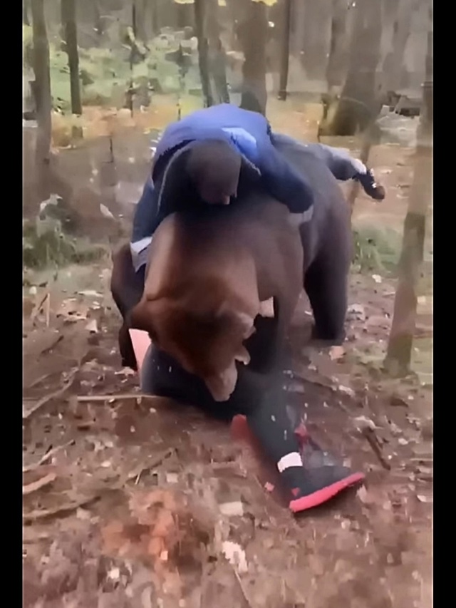 Пока все на планете страшатся медведей, наши русские ж?...