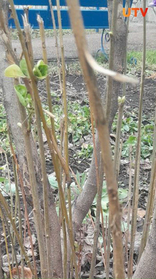 🌱 В Стерлитамаке и Салавате на деревьях расцветают по...