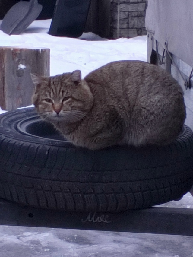 🐱Прибился кот🐱, на Комарова(возле школы √2). Видно чт?...