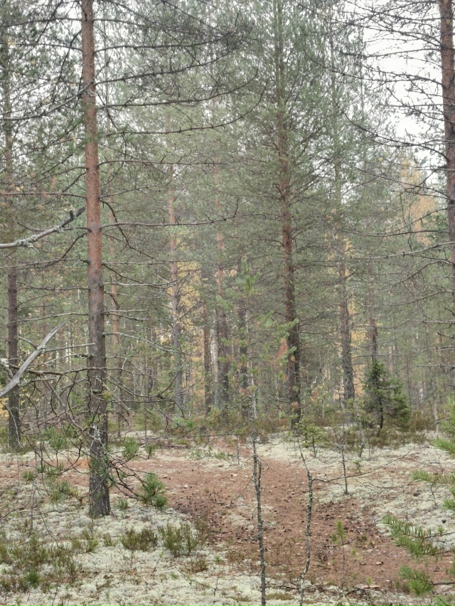 Доброй ночи, Никольск❤