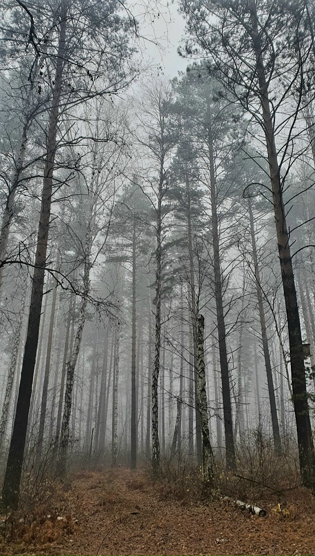 Лес утонул в густом тумане...Зрелище скажу такое- таинс?...
