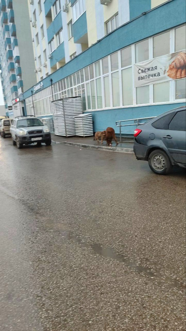 Горожане жалуются на бездомных собак.
«В Волгаре, у до?...