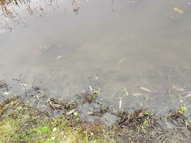 ❗️В Курской области обнаружен очаг массовой гибели р?...