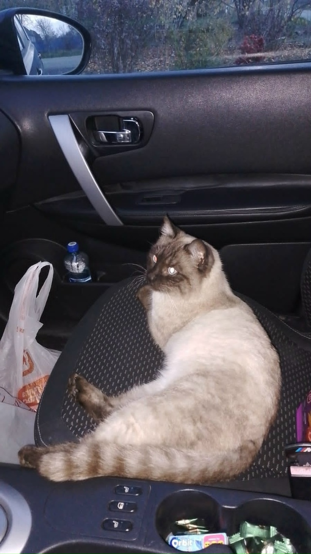 Добрый день. Нашли котика забрали на передержку ищем х?...