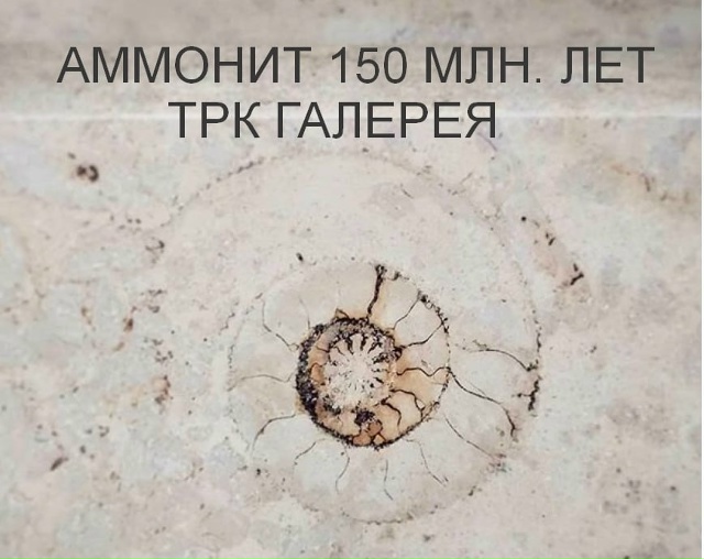 Трилобиты в Санкт-Петербурге Трилобиты — это небольш...