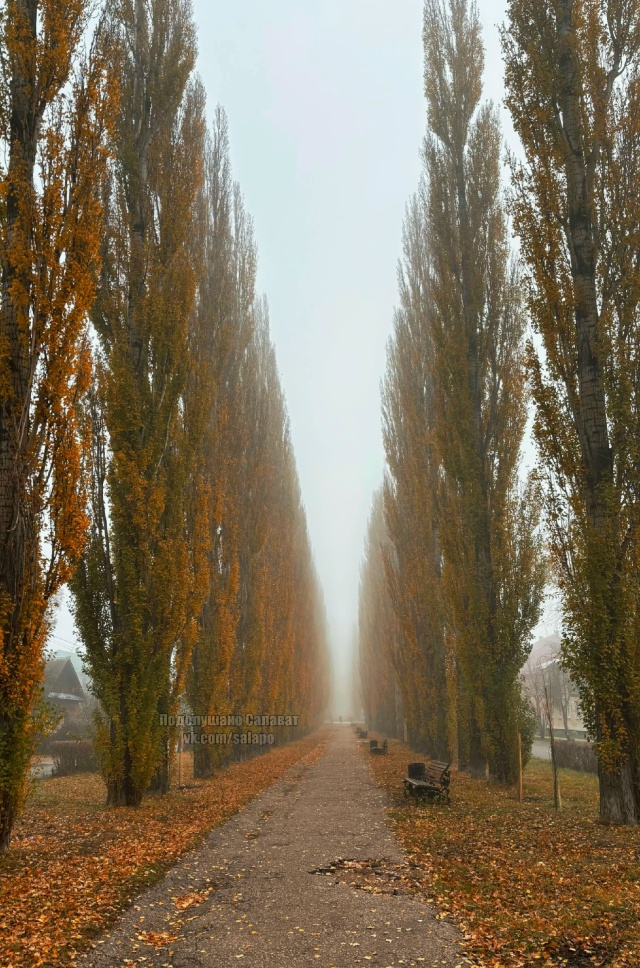 🍂Листья падают, листья падают.
Стонет ветер,
Протяжен ...