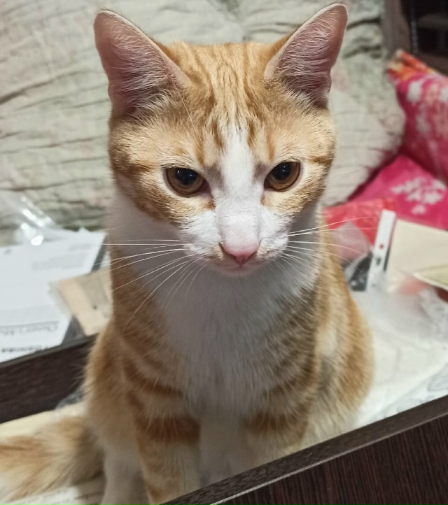 Пропал молодой кот.Санаторная, Крупская. т. 89602113946