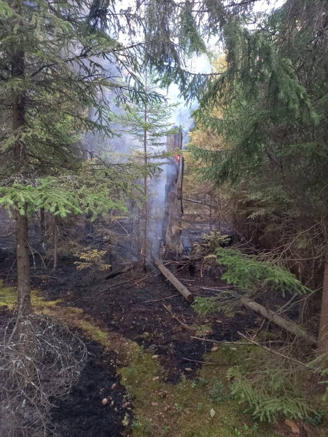 ? Первые лесные пожары появляются на территории Орех?...