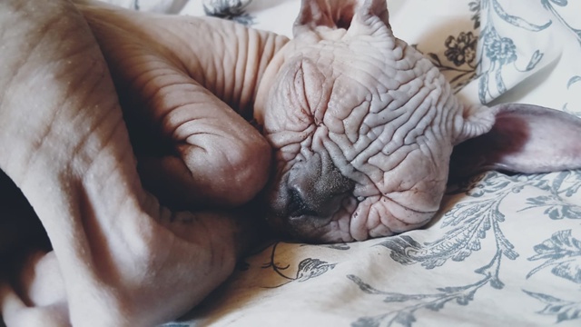 Наша всратая Сарделя. Псих, швыряющий всё. Устала после...