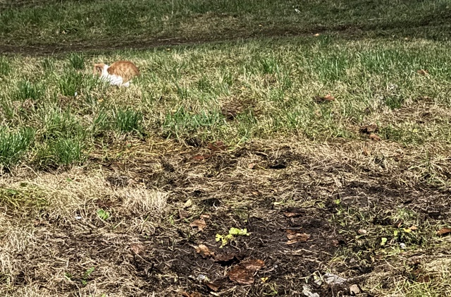 Вышла погулять перед сном ,и увидела такое чудо ..Осень,...