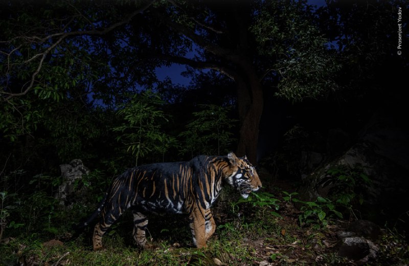 📸 Посмотрите на финалистов конкурса «Фотограф дикой природы года»
Музей естествознания Лондона объя