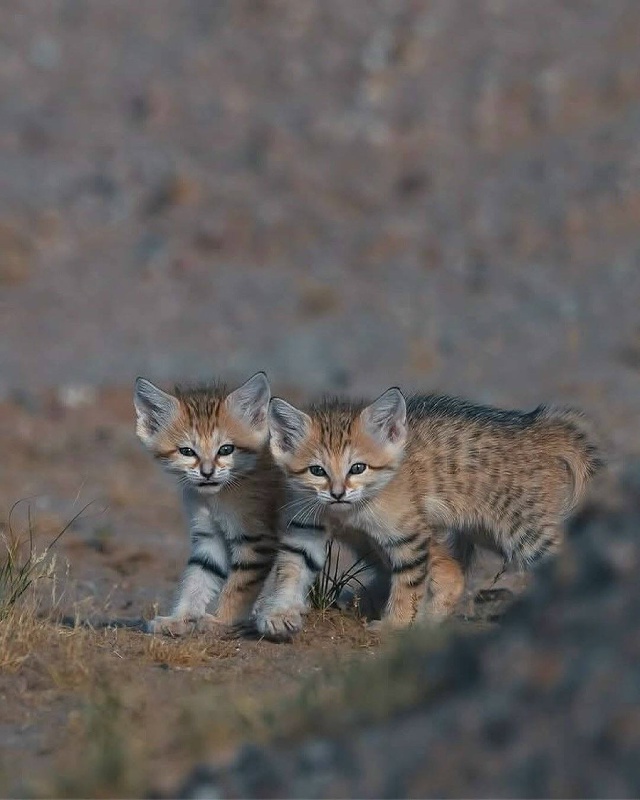 В пустыне сфоткали диких песчаных котеек — барханные ?...