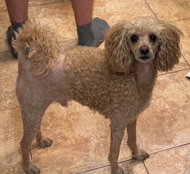 Пропала собака!
Рыжий пудель, 5 лет. По кличке Филя
Прош?...