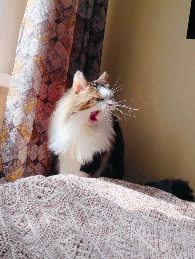Знакомьтесь, кот Прохор.Ему 13 лет.