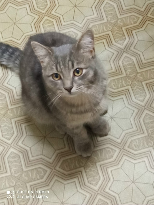 Чей потеряшка??? Находится на ул. Космонавтов около маг....