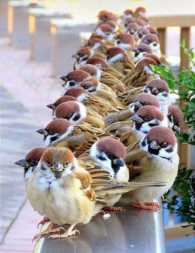 Интересные факты о воробьях: Воробьи – не перелетные п...