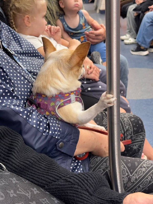 🥰 Видно, что знает правила безопасности в транспорте