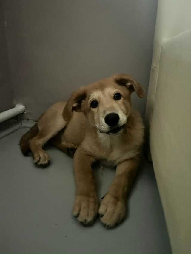 Сладкая булочка ищет дом в Можайске🏡
Это сейчас она б?...