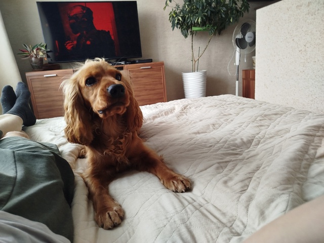 Потерялся спаниель, девочка. Убежала в районе ул. Кали...