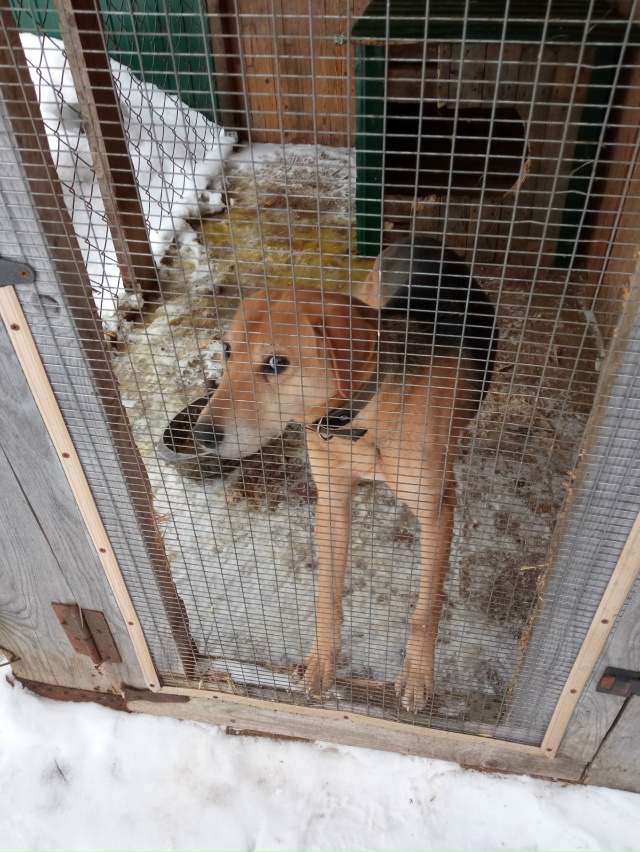 🐶🐶Ищу собак, может кто увидет позвоните 89157025447 Саша