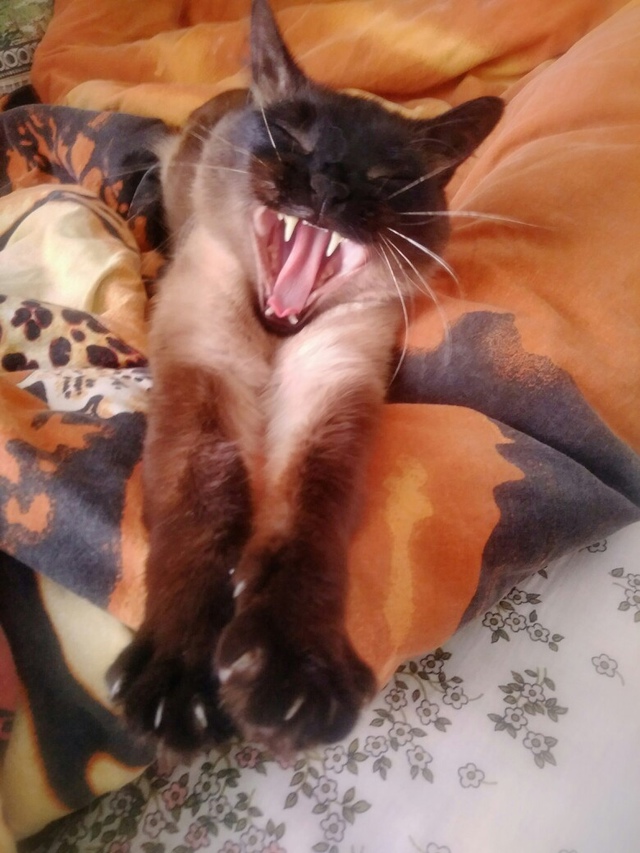 Это Санёк. Кот, которого надо заслужить 😎
Его путь от 0...