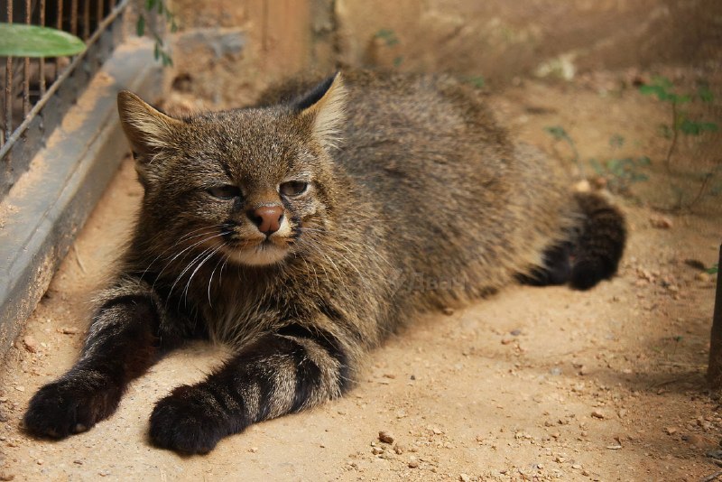 Забудьте на время о новостях и посмотрите, какая смешная мордочка у пампасской кошки