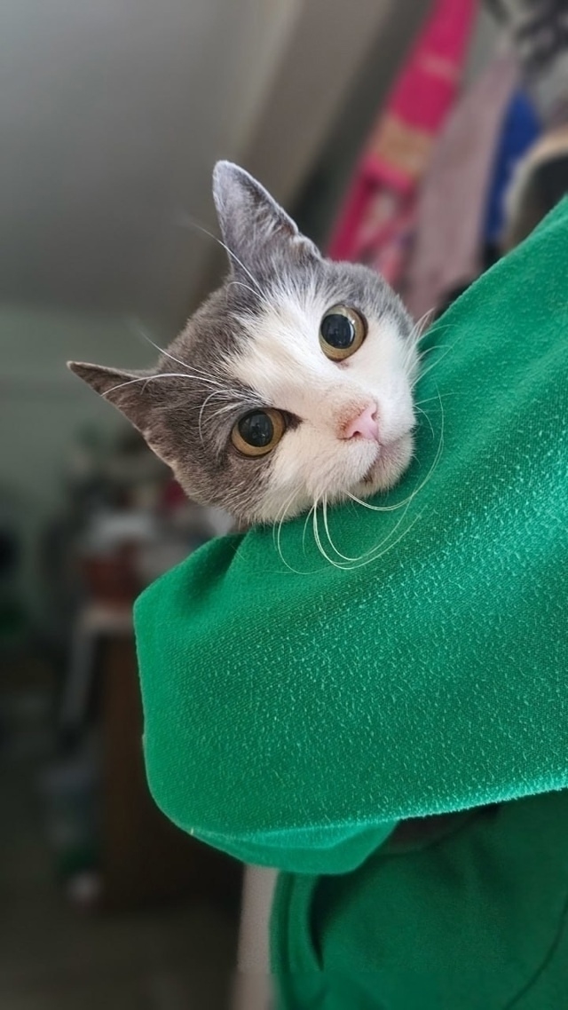 Это не просто кошка - это живая энергия с достоинствами...