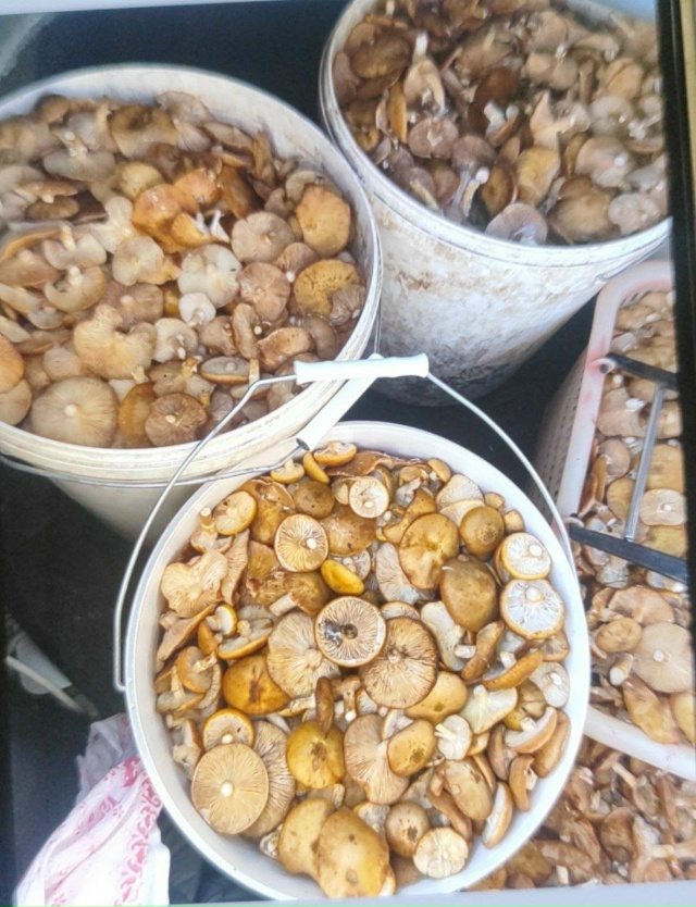 🍅 1500+ жителей города в чате Фермеры Садоводы Салавата....
