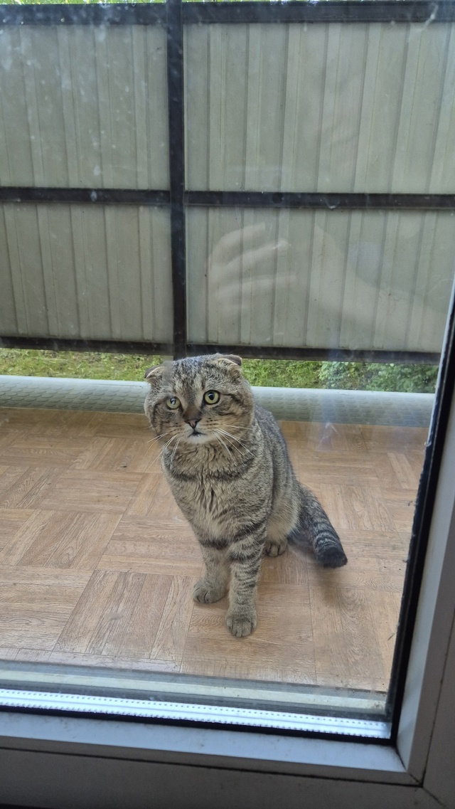 Чей кот? Может убежал у кого-нибудь?
Находится в районе ...