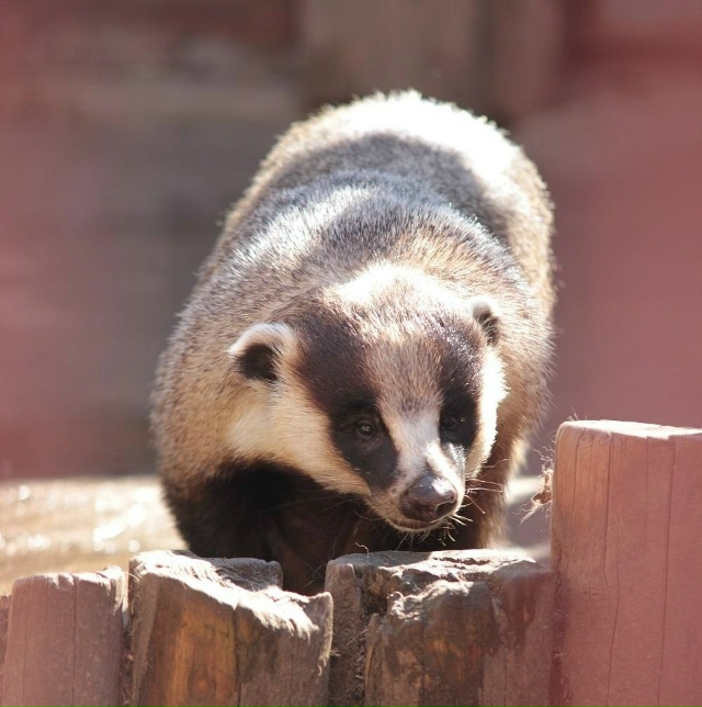 В Екатеринбургском зоопарке животные активно готовят?...