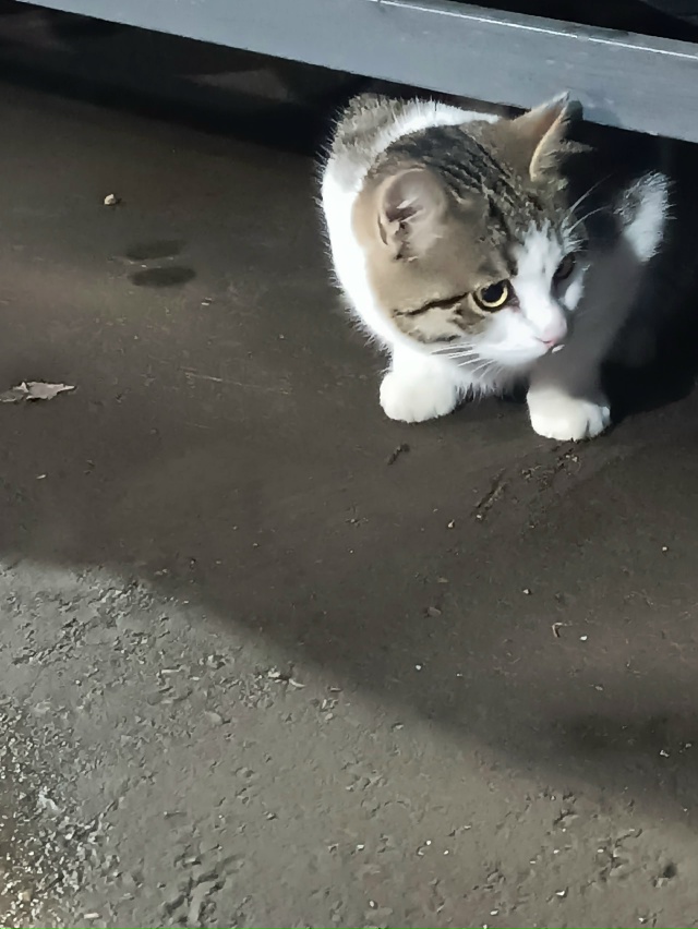 Никто не терял кота(кошку) ? Гладится даётся, упитаный(а...