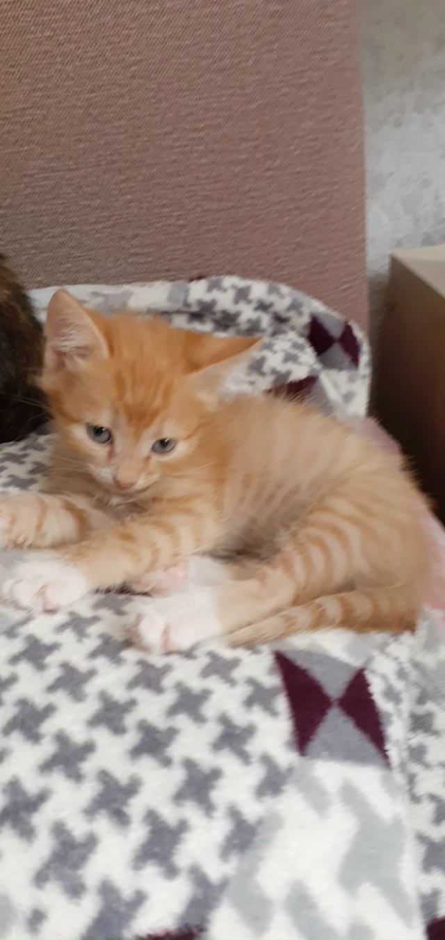 Отдам котят в хорошие руки. 2 кошечки и котик, к лотку пр...