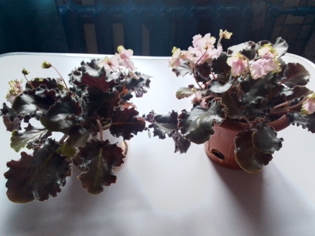 Анонимно
Продам фиалки, в плошках, цветущие,не требуют...