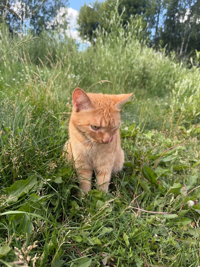 Никто не терял кота(кошку)??
Кот с коротким хвостом(бобт...