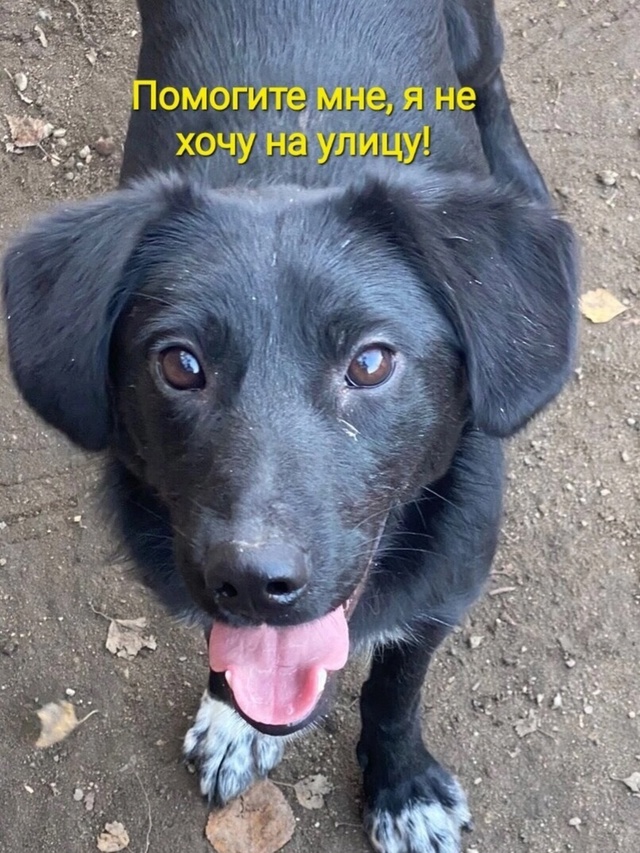 МИЛЫЙ МАЛИК ИЩЕТ МАМУ🙏🏻
Небольшой мальчишечка-собач...
