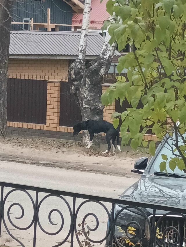 Чья собака ,похожа на гончую? Прохожих обнюхивает видн?...